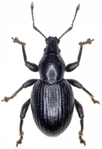 Otiorhynchus arcticus jugicola